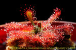 Drosera x neocaledonica x aliciae 4