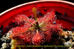 Drosera x neocaledonica x aliciae 5