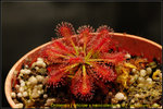 nEO_IMG_DSC_9033 Drosera x [aliciae x neocaledonica]