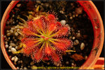 nEO_IMG_DSC_9035 Drosera x [aliciae x neocaledonica]