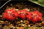 nEO_IMG_DSC_9063 Drosera esmeraldae - Cerro Duida