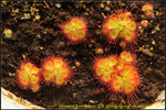 nEO_IMG_DSC_9067 Drosera burmanni STK-Hong Kong