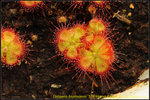 nEO_IMG_DSC_9069 Drosera burmanni STK-Hong Kong