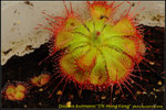nEO_IMG_DSC_9070 Drosera burmanni STK-Hong Kong