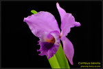 DSC_4417_nEO_IMG Cattleya labiata