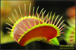 DSC_4511_nEO_IMG Dionaea B52