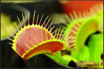 DSC_4513_nEO_IMG Dionaea B52