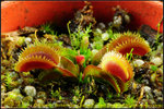 DSC_2438_nEO_IMG Dionaea 'Bohemian Garnet ( Red Sawtooth )