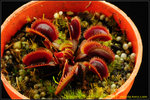 DSC_3637_nEO_IMG Dionaea 'Bohemian Garnet'
