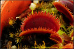DSC_3638_nEO_IMG Dionaea 'Bohemian Garnet'