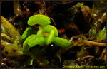 DSC_2522a_nEO_IMG Dionaea Cudo