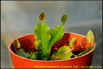 DSC_0120_nEO_IMG Dionaea muscipula Cupped Trap