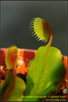 DSC_0125_nEO_IMG Dionaea muscipula Cupped Trap