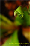 DSC_0127_nEO_IMG Dionaea muscipula Cupped Trap