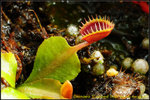 DSC_2442_nEO_IMG Dionaea Cupped Trap