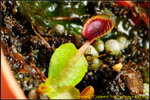 DSC_2444_nEO_IMG Dionaea Cupped Trap