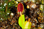 DSC_2445_nEO_IMG Dionaea Cupped Trap