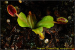 DSC_2448_nEO_IMG Dionaea Cupped Trap