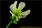 DSC_2482_nEO_IMG Dionaea Cupped Trap