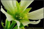 DSC_2486_nEO_IMG Dionaea Cupped Trap