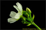 DSC_2489_nEO_IMG Dionaea Cupped Trap