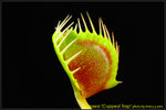 DSC_2492_nEO_IMG Dionaea Cupped Trap