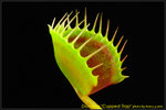 DSC_2493_nEO_IMG Dionaea Cupped Trap