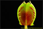 DSC_2497_nEO_IMG Dionaea Cupped Trap