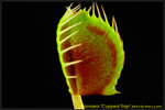 DSC_2500_nEO_IMG Dionaea Cupped Trap