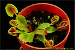 DSC_3645_nEO_IMG Dionaea Cupped Trap