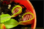 DSC_3646_nEO_IMG Dionaea Cupped Trap