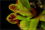 DSC_3648_nEO_IMG Dionaea Cupped Trap