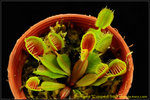 DSC_3650_nEO_IMG Dionaea Cupped Trap