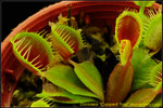 DSC_3651_nEO_IMG Dionaea Cupped Trap
