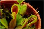 DSC_3652_nEO_IMG Dionaea Cupped Trap