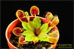 DSC_4330_nEO_IMG Dionaea Cupped Trap