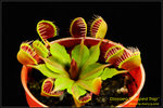 DSC_4331_nEO_IMG Dionaea Cupped Trap