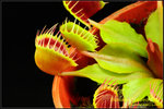 DSC_4332_nEO_IMG Dionaea Cupped Trap