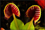 DSC_4334_nEO_IMG Dionaea Cupped Trap