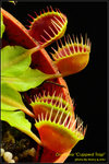 DSC_4336_nEO_IMG Dionaea Cupped Trap