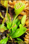 DSC_9993_nEO_IMG Dionaea Trichterfalle - Funnel Trap