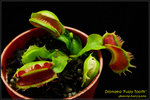 DSC_4362_nEO_IMG Dionaea Fuzzy Tooth