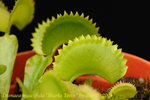 Dionaea_muscipula_Sharks_Teeth_2