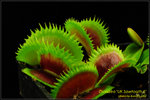 DSC_4340_nEO_IMG Dionaea UK Sawtooth II