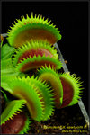 DSC_4341_nEO_IMG Dionaea UK Sawtooth II