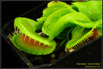 DSC_5475_nEO_IMG Dionaea Jaw Smiley