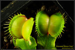 DSC_5504_nEO_IMG Dionaea Moon Trap