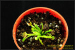 DSC_4633_nEO_IMG Dionaea Schuppenstiel II