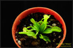 DSC_4630_nEO_IMGDionaea Triton