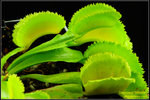 DSC_5512_nEO_IMG Dionaea Whale
